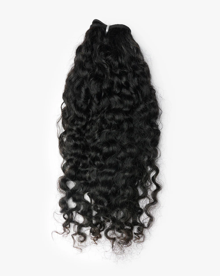 BURMESE CURLY